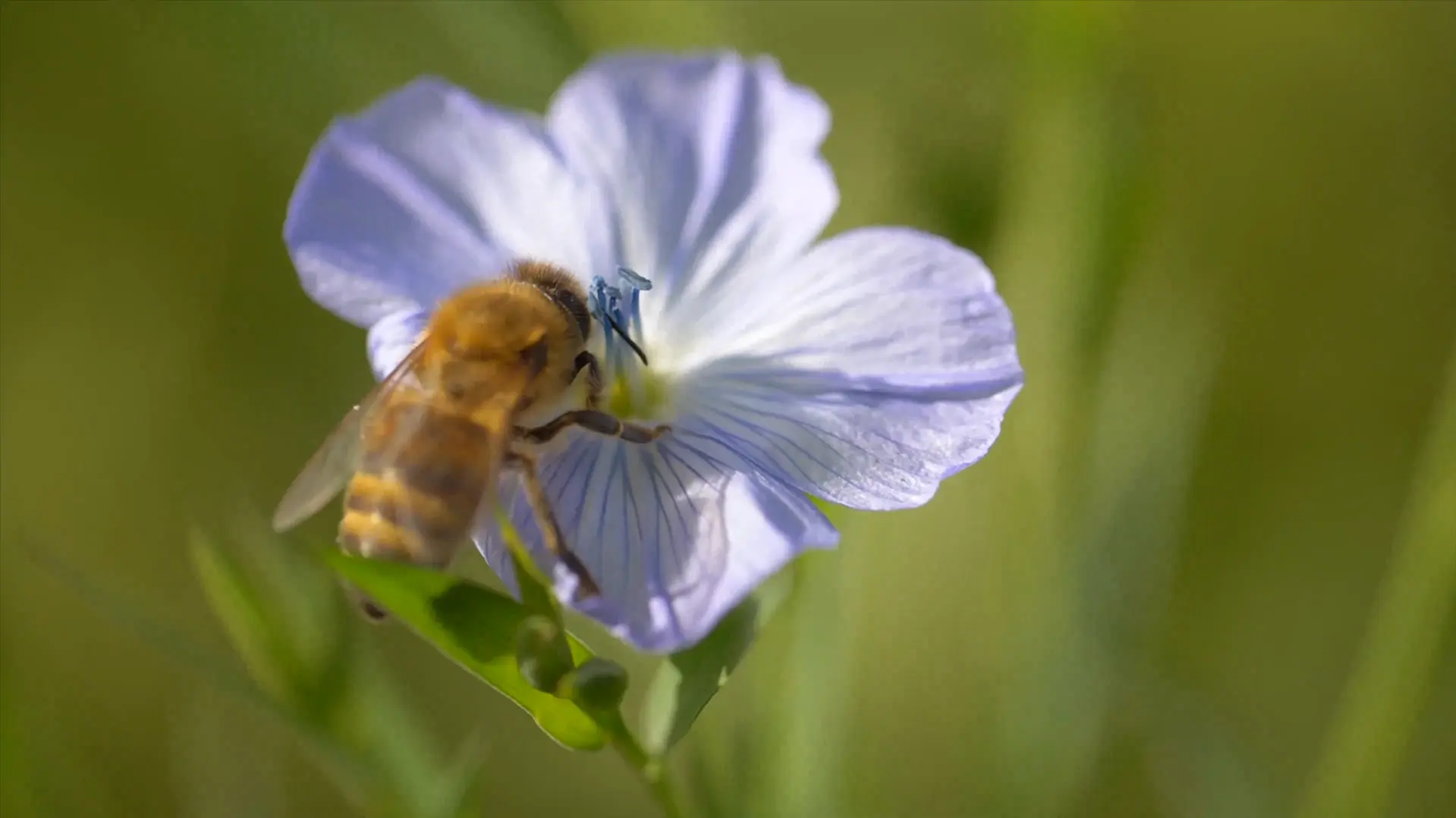 Honey background